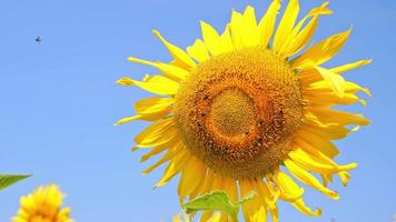 zonnebloemen bloeien in de verkoudheid wind video