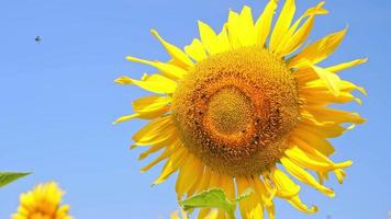 girasoles floración en el frío viento video