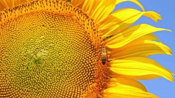 zonnebloemen bloeien in de verkoudheid wind video