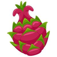 dragon fruit vector illustration