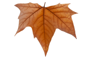 Maple Leaf texture png