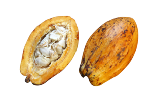 cacao frutta sospeso su il albero png