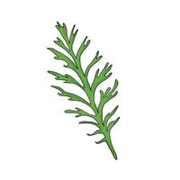 Flower leaf vector illustration, isolated on white background, chamomile leaf