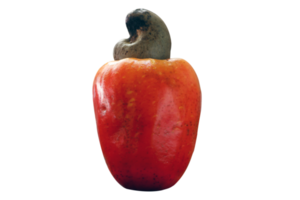 Cashew fresh originating from Para, Brazil png