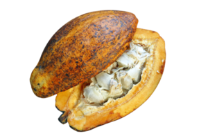 Cocoa fruit hanging on the tree png