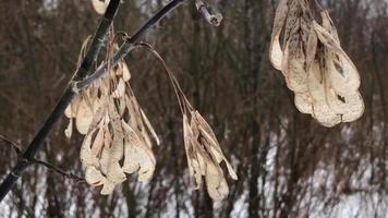 seco semillas hojas susurro desde el viento en el invierno bosque enfocar fuera video