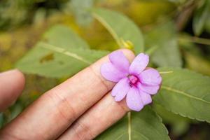 Man hold pink flower with garden background and blue sky. The photo is suitable to use for environment background, nature poster and nature content media.