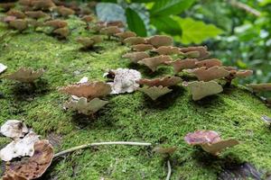 Brown polypore mushroom on the fallen tree tropical forest when rainy season. The photo is suitable to use for nature background, wild life poster and botanical content media.