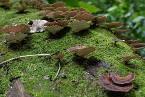 Brown polypore mushroom on the fallen tree tropical forest when rainy season. The photo is suitable to use for nature background, wild life poster and botanical content media.