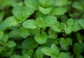 fresh organic mint leaf herb plant in vegetable garden photo