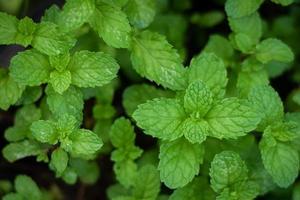 fresh organic mint leaf herb plant in vegetable garden photo