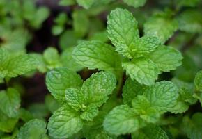 fresh organic mint leaf herb plant in vegetable garden photo