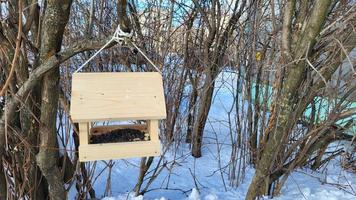 Wooden house bird feeder in winter suspended on a bush. photo