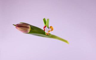 Easter clothespin with a white chicken on a tulip on a pink background photo
