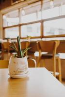 plant in pot decoration on table photo