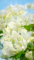 Beautiful bougainvillea, White bougainvillea flowers, white flowers look like paper, selective point, use wallpaper, photo