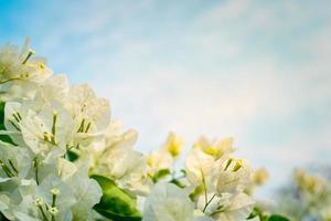 Beautiful bougainvillea, White bougainvillea flowers, white flowers look like paper, selective point, use wallpaper, photo