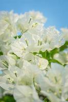 Beautiful bougainvillea, White bougainvillea flowers, white flowers look like paper, selective point, use wallpaper, photo