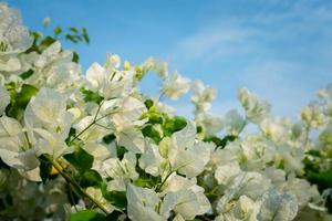 Beautiful bougainvillea, White bougainvillea flowers, white flowers look like paper, selective point, use wallpaper, photo