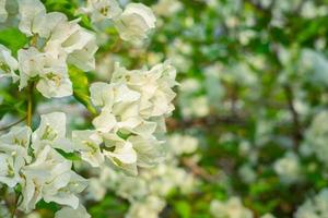 Beautiful bougainvillea, White bougainvillea flowers, white flowers look like paper, selective point, use wallpaper, photo