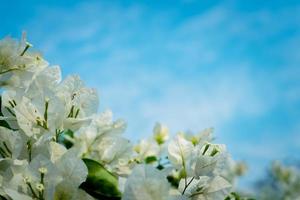 Beautiful bougainvillea, White bougainvillea flowers, white flowers look like paper, selective point, use wallpaper, photo