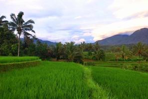 photo of green rice fields with clear sky