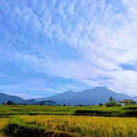 photo of green rice fields with clear sky