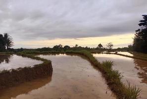 foto de arroz campos siendo procesada o arado