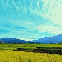 photo of green rice fields with clear sky