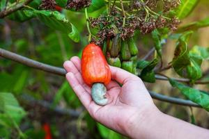 Cashew fruit in the hands of farmers. The fruit looks like rose apple or pear. The young fruit is green. When ripe, it turns red-orange. At the end of the fruit there is a seed, shaped like a kidney. photo