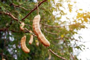 gigante agrio Tamarindo vainas en el árbol esta variedad es comúnmente plantado a ser procesada dentro Tamarindo compota. y mojado Tamarindo porque de el grande vainas y un lote de carne. foto