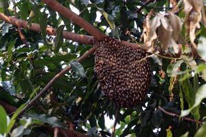 Apis florea frabicius is the smallest bee. It is about the same size as a fly. Most of the population will cover the honeycomb. which will be attached to the tree branch is almost circular. photo
