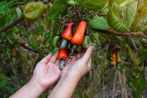 anacardo Fruta en el manos de agricultores. el Fruta mira me gusta Rosa manzana o pera. el joven Fruta es verde. cuando maduro, eso vueltas naranja roja. a el final de el Fruta allí es un semilla, conformado me gusta un riñón. foto