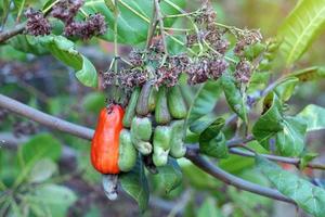 Cashew fruit tree. The fruit looks like rose apple or pear. The young fruit is green. When ripe, it turns red-orange. At the end of the fruit there is a seed, shaped like a kidney. photo