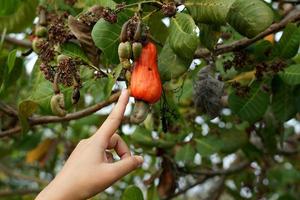 A gardener points his hand at the cashew fruit on the tree. The fruit looks like rose apple or pear. At the end of the fruit there is a seed, shaped like a kidney. photo