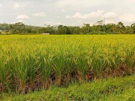 Rice field landscape with growing rice plants photo