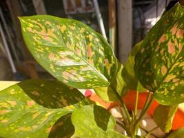 un cerca arriba de aglaonema hojas foto