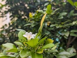 un cerca arriba de blanco murraya paniculata flor foto