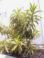 un cerca arriba de árbol de serpiente reflejo planta foto