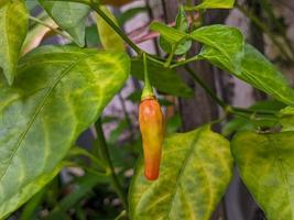 A close up of capsicum annum photo