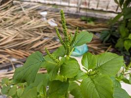 A close up of amaranthus viridis photo