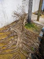 a branch of a brown coconut leaves that has fallen and is dry photo
