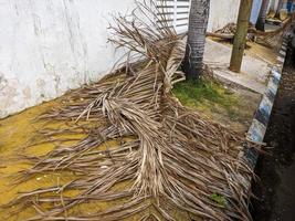 a branch of a brown coconut leaves that has fallen and is dry photo