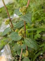 A close up of Euphorbia hirta photo