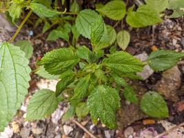 un cerca arriba de laportea planta foto