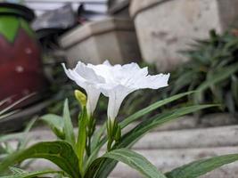 A close up of white ruellia flower photo