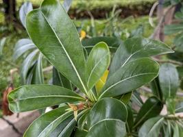 A Pittosporum tobira plant photo