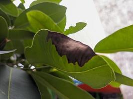 A close up of green leaf that is partially brown photo