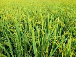 rice fields with green rice plants that are starting to age photo