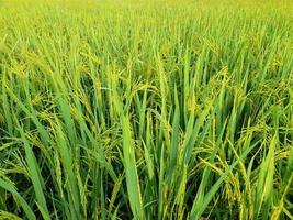 rice fields with green rice plants that are starting to age photo